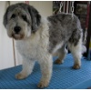 Filou2
