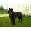 Boris0004