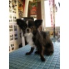 Giacco0001