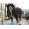 Buddy0001