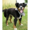 Buddy0017