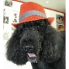 Tamino11