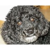 Blacky8