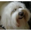 Elvis7