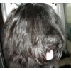 Balu0001 5