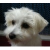 Lilly0001 1